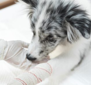female-veterinarian-applying-white-bandaged-dog-s-paw-limb-min-1 (1)