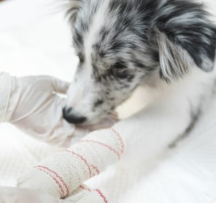 female-veterinarian-applying-white-bandaged-dog-s-paw-limb-min (1)